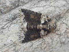 Blenina squamifera