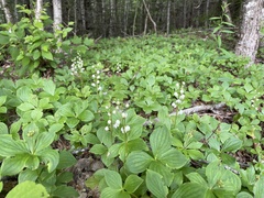 Pyrola elliptica