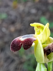 Ophrys fusca