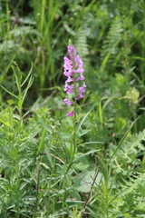 Polygala anatolica