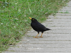 Turdus infuscatus