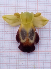 Ophrys fusca