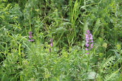 Polygala anatolica