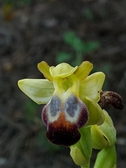 Ophrys fusca
