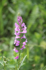 Polygala anatolica