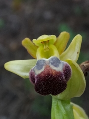 Ophrys fusca