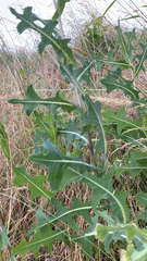 Lactuca serriola