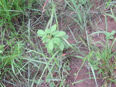 Rhynchosia tomentosa