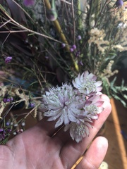 Astrantia major