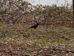 Corvus corone