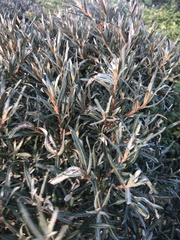 Hippophae