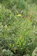 Pseudopodospermum strictum