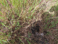 Lachnocaulon