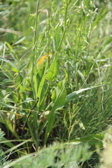 Pseudopodospermum strictum