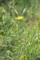 Pseudopodospermum strictum