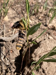 Hemileuca eglanterina