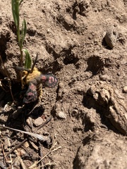 Hemileuca eglanterina