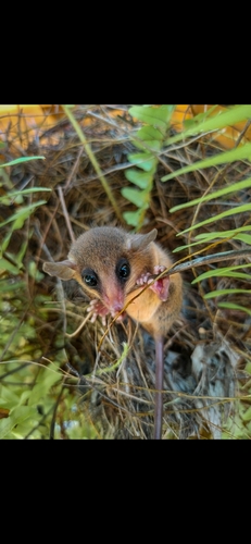 Rio Magdalena Slender Opossum (Marmosops magdalenae) — Data Deficient Mammalia