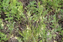 Silene saxatilis