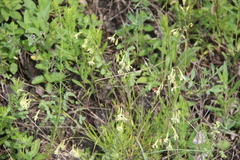 Silene saxatilis