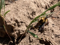 Hemileuca eglanterina