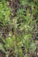 Silene saxatilis