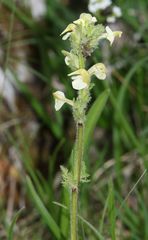 Pedicularis julica