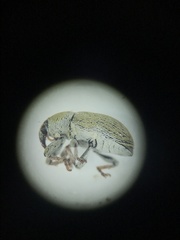 Tychius meliloti