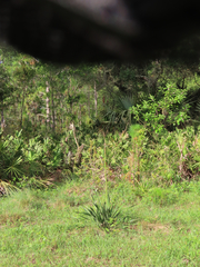 Yucca filamentosa filamentosa