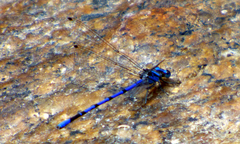 Argia carlcooki