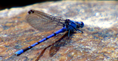Argia carlcooki