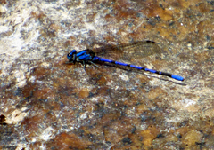 Argia carlcooki