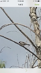 Passer domesticus