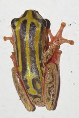 Hyperolius marmoratus taeniatus