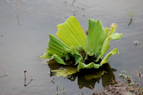 Pistia stratiotes image