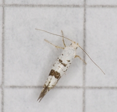 Argyresthia curvella