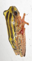 Hyperolius marmoratus taeniatus