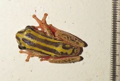 Hyperolius marmoratus taeniatus