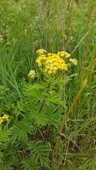 Tanacetum vulgare