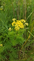 Tanacetum vulgare