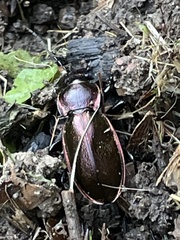 Carabus scheidleri