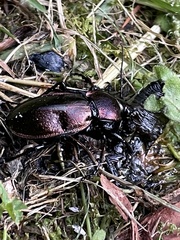 Carabus scheidleri