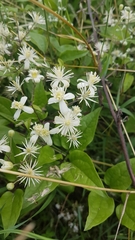 Clematis vitalba