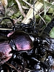 Carabus scheidleri