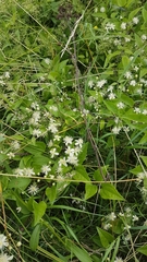 Clematis vitalba