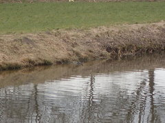 Gallinula chloropus