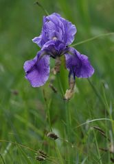 Iris pallida cengialti