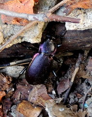 Carabus violaceus aurolimbatus
