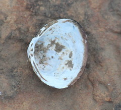 Corbicula fluminalis