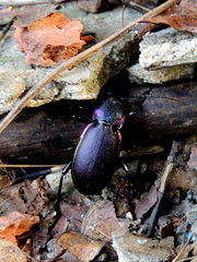 Carabus violaceus aurolimbatus